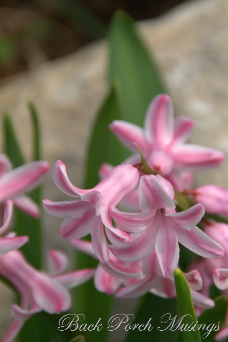 hyacinth