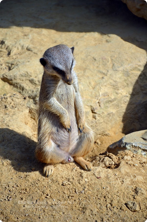 Zoo Frankfurt Erdmännchen schläft im Stehen 150813 (4)