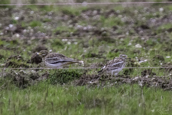 Stone curlew