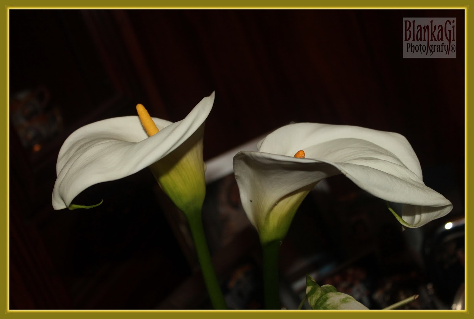 La elegancia de los lirios de agua Plantas facilisimo com - Fotos De Flores Calas Blancas