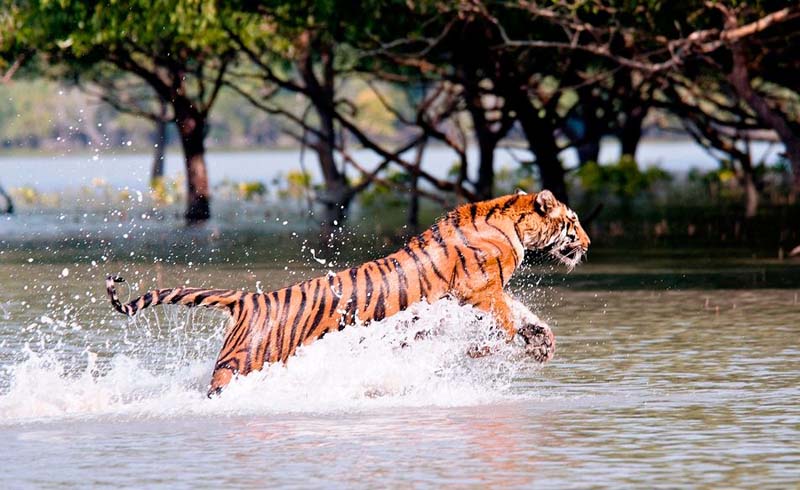 Asia, Bengal tiger, Mangrove