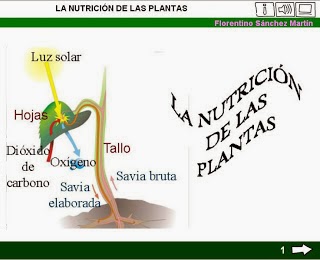 http://cplosangeles.juntaextremadura.net/web/edilim/tercer_ciclo/cmedio/las_plantas/la_nutricion_de_las_plantas/la_nutricion_de_las_plantas.html