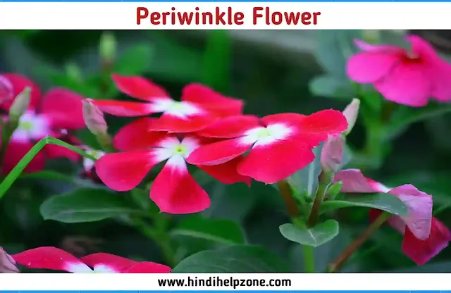 beautiful Red Flowers Names and Pictures