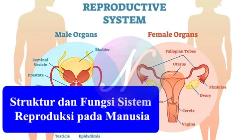 Struktur dan Fungsi Sistem Reproduksi pada Manusia