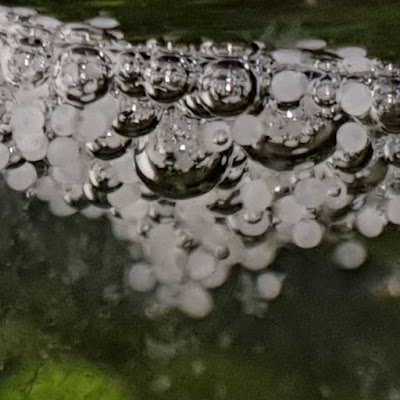 Berapa Hari Telur Ikan Cupang Menetas?