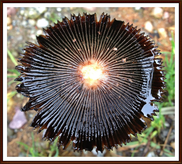 Forest, Mushroom, Black, Baijnath, Himachal 