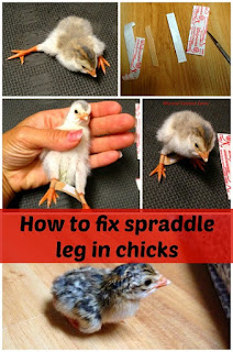 Fixing spraddle leg in chicks