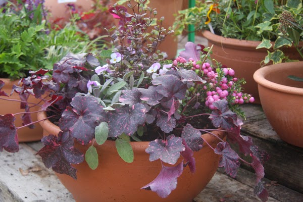 How to Plant Containers for Autumn and Winter Interest
