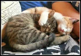 sibling kitty love :)