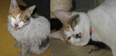Rescued animals before and after pictures