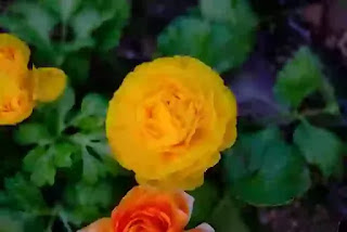 Persian bettercup Ranunculus flower