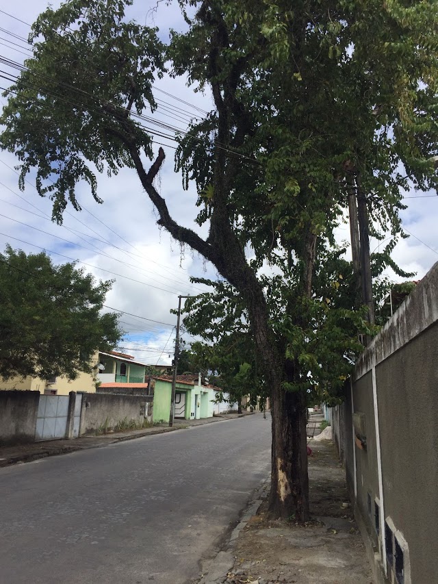 Tragédia Anunciada, Árvore Ameaça a Cair e Preocupa Moradores Fontana I em Porto Seguro