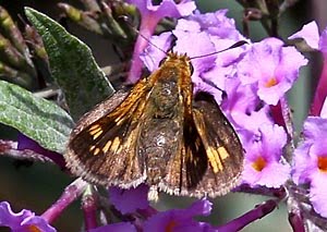 Peck's skipper (Polites coras)