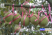 Durian Musang King Wonosalam Jombang Jadi Buruan Pecinta Durian