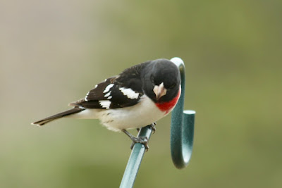 did you know grosbeaks like grape jelly?