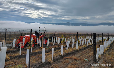 November 2023 Col Solare Vineyard