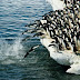 “Emperor Penguin Adapting to Climate Change,” Study Says