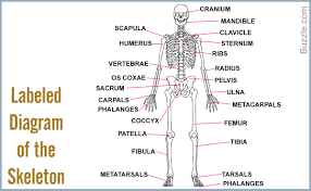 Skeleton  System.....numbering of bones.