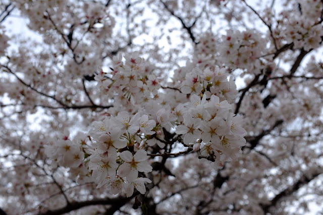 Hanami Sakura Yoyogi Park Shibuya 渋谷 代々木公園花見