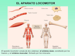 http://www.eltanquematematico.es/cuerpohumano/chumano_p.html