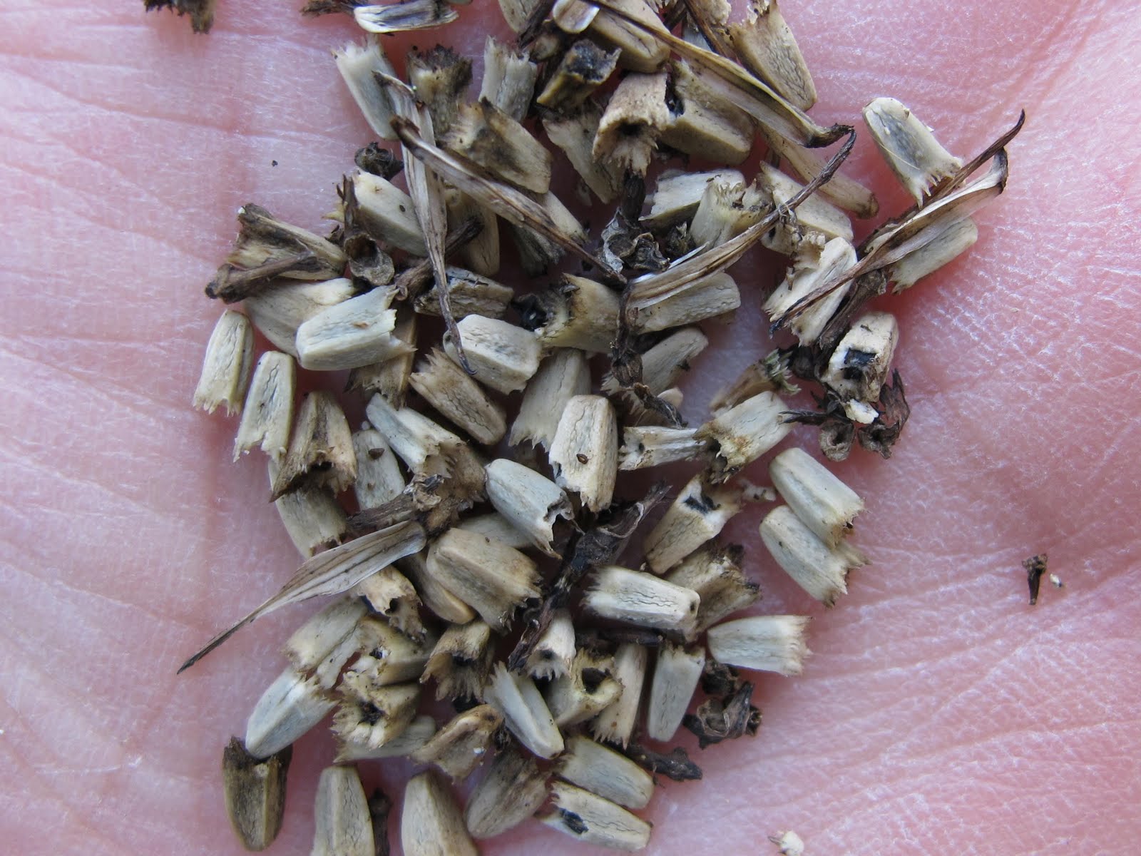 Blue Jay Barrens: Collecting Purple Coneflower Seed