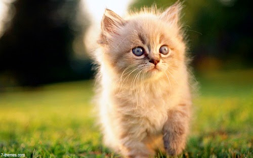 *Photos trop mignon de petit chaton!! venez vous allez  - image de mignon petit chaton