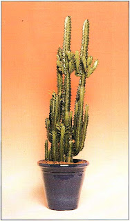 Молочай треугольный (Euphorbia trigona) — неприхотливый суккулент с характерными тpex-четырехгранными побегами.