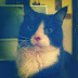 Animal Friends presents:  Hellmuth: Special Working Cat for a Barn or Warehouse