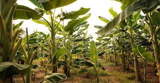 kebun pisang