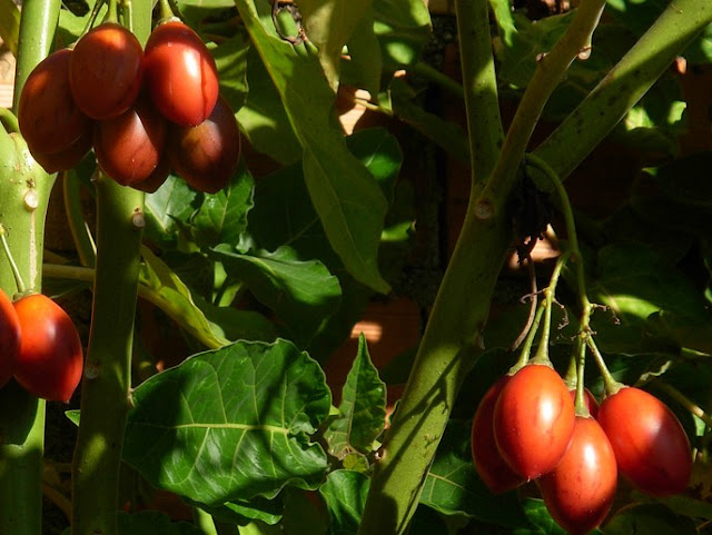 Frutti Maturi Tamarillo