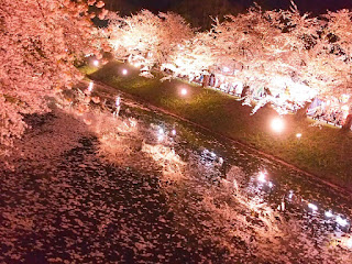 弘前城の桜４