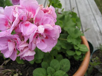 Geraniums