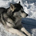 The Alaskan Malamute dog