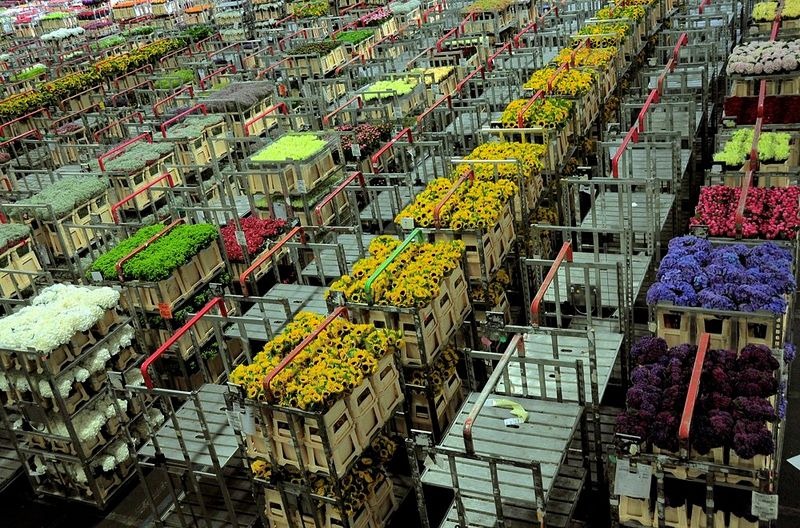 aalsmeer-flower-auction-5