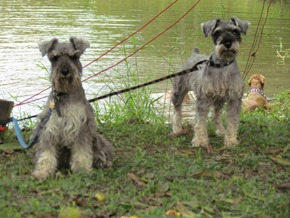 Pets Adventure 10 (315_1) (27)