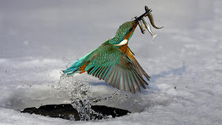 Kingfisher Hunting Wallpaper