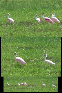 roseate spoonbill, Hondubirding, Honduras