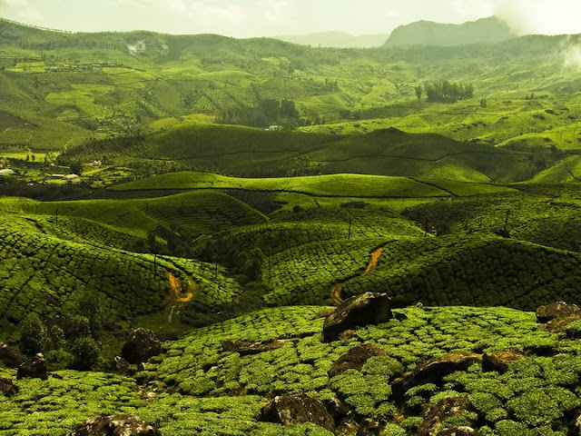 Munnar, Kerala