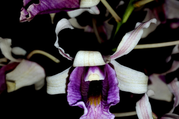 Dendrobium Nindii Varian Ionoglossum Orchid