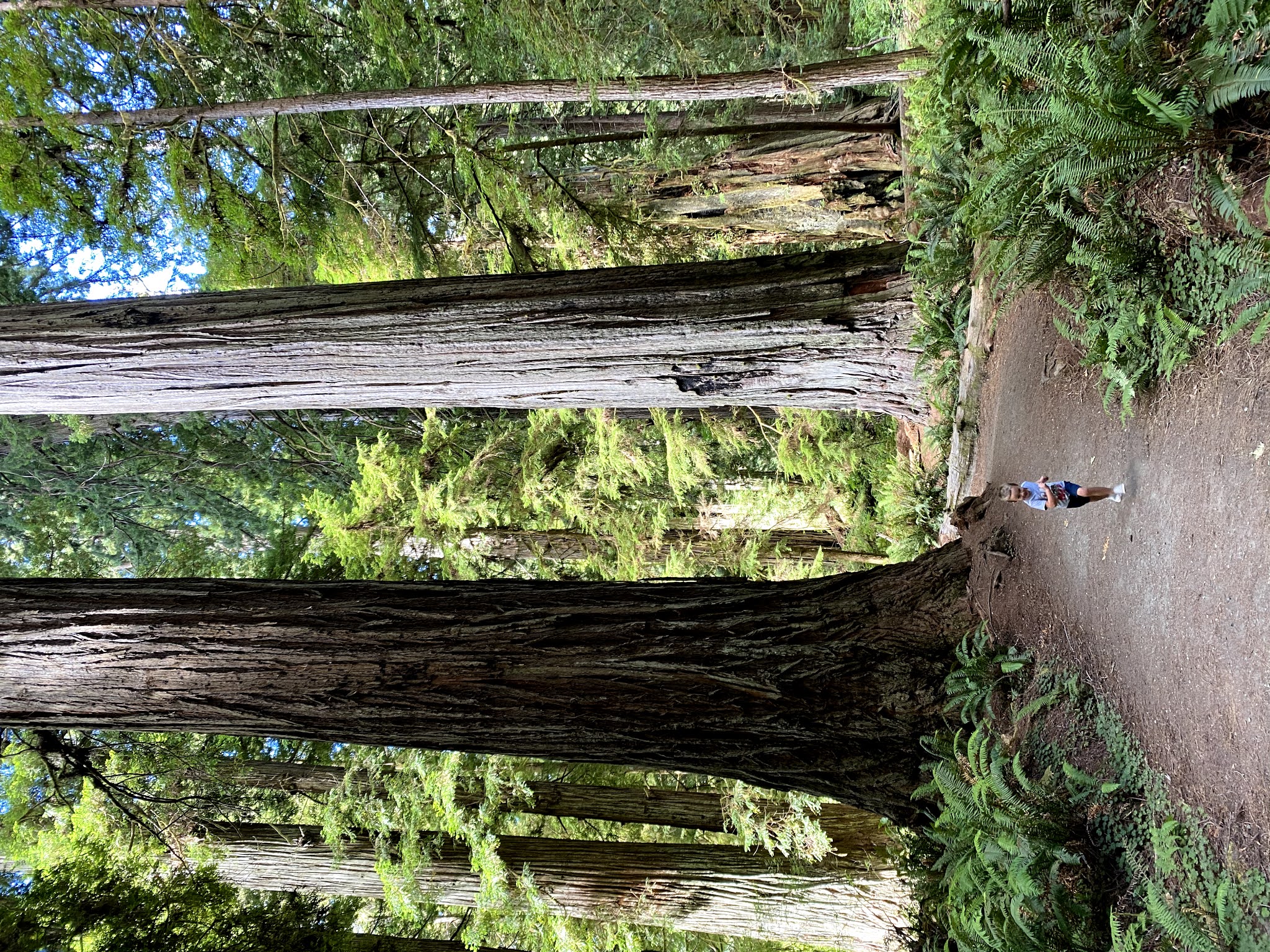 Redwoods National Forest | biblio-style.com