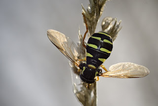 Para ampliar Xanthogramma citrofasciatum hacer clic