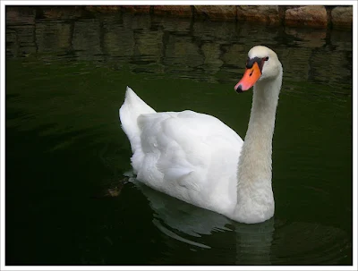 White Swan Mute Swan (Cygnus olor)