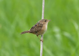 Sedge Wren - Lake Lansing, Michigan, USA