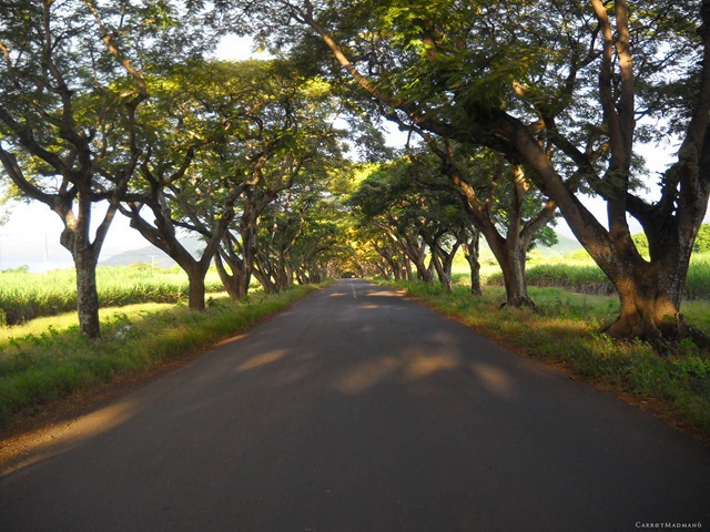 DSCN4606