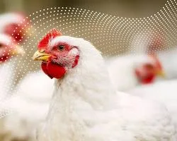 Poultry-immune-system