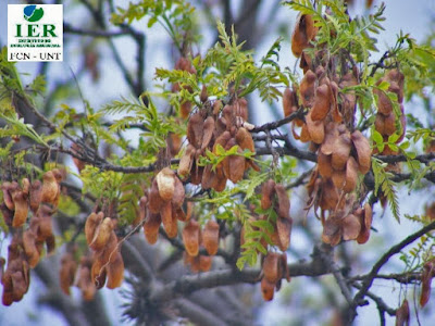 frutos de Urundel amarillo (Loxopterygium grisebachii)