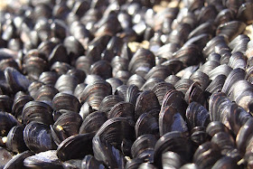 http://www.grindtv.com/outdoor/nature/post/black-mussels-cover-south-african-beach/