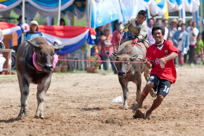 Balap Kerbau Di Thailand 