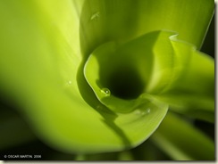 verde_formas[1]