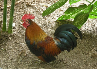 Honduras bantam rooster